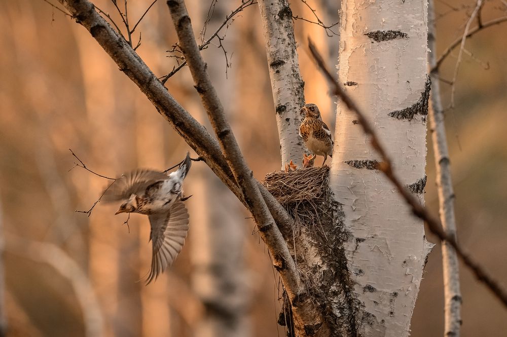 Семейный подряд