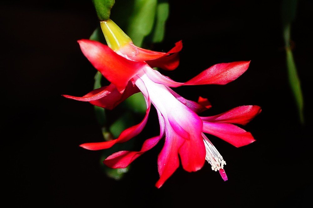 Schlumbergera&Christmas cactus