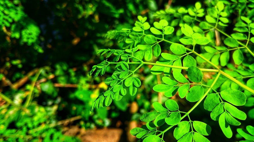 nature