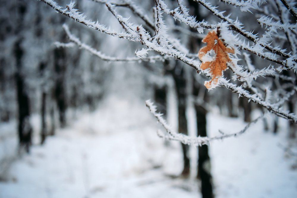 Дыхание зимы