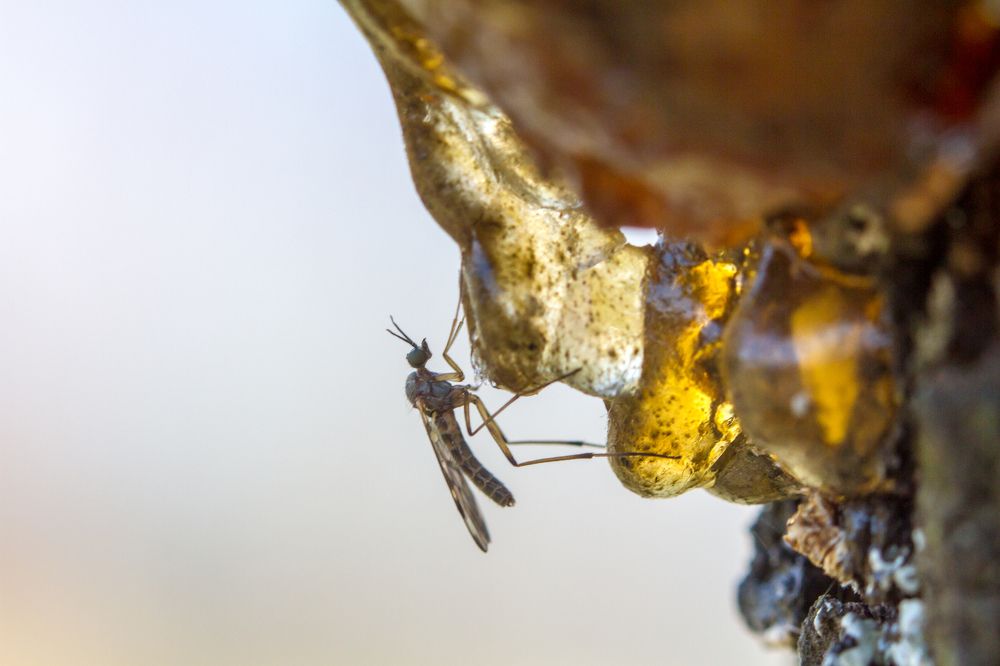 Так рождается янтарь