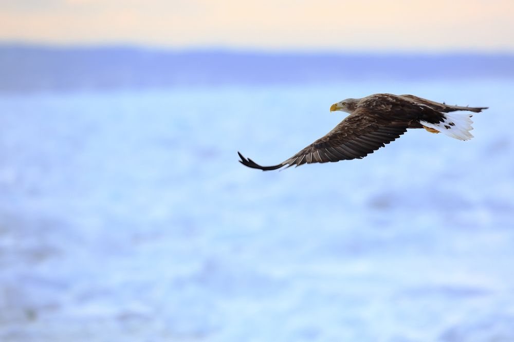 Infinity under the wings