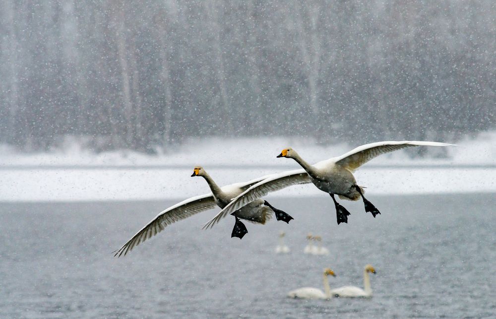 Полёт в нелётную погоду