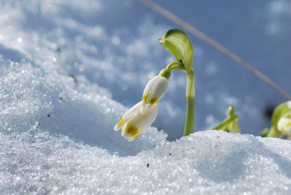 Жажда жизни