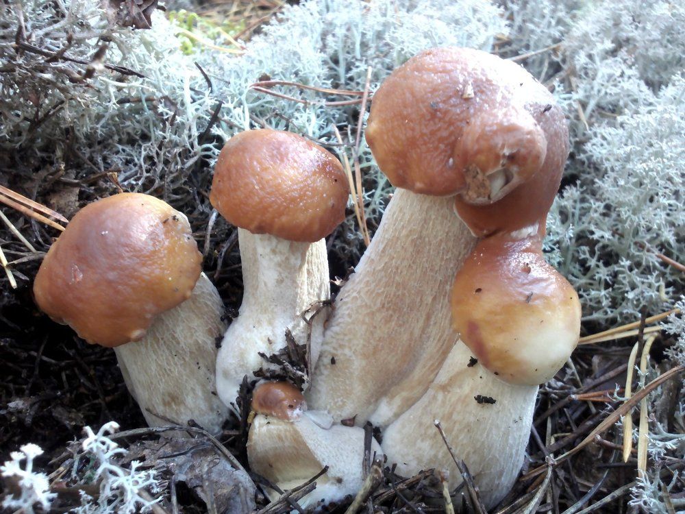 Вся семья в сборе