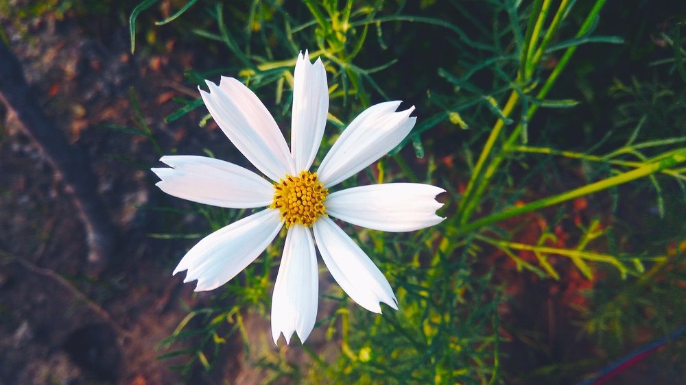 White flower