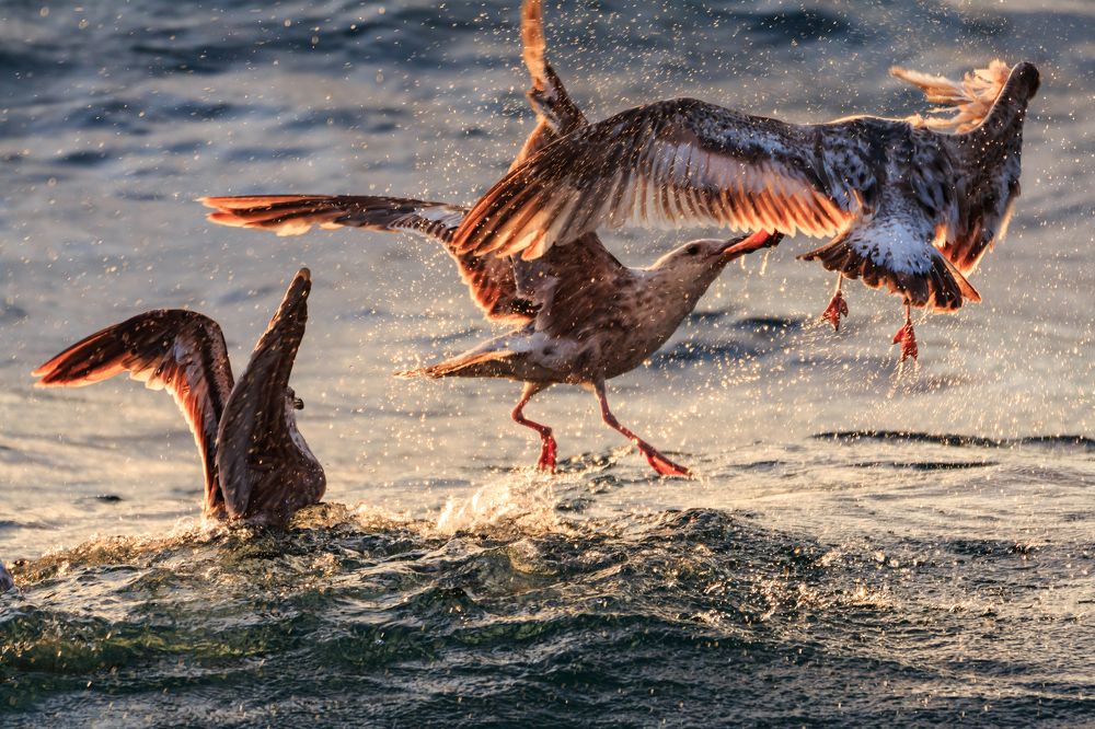 Чайки -воровайки