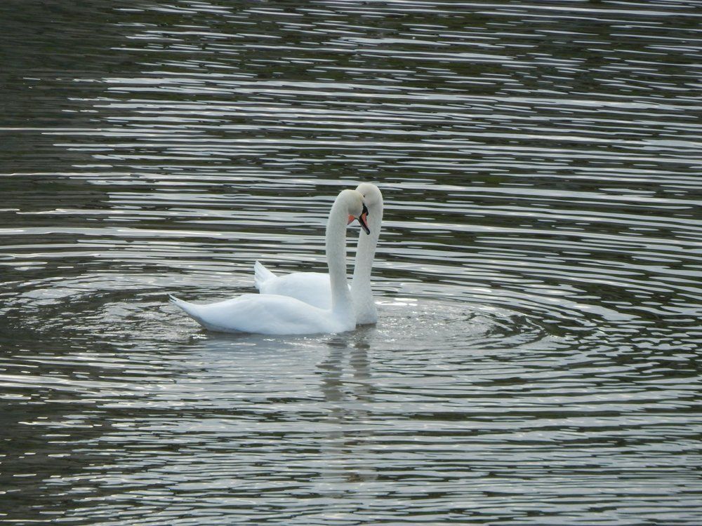 Два Любящих Сердца