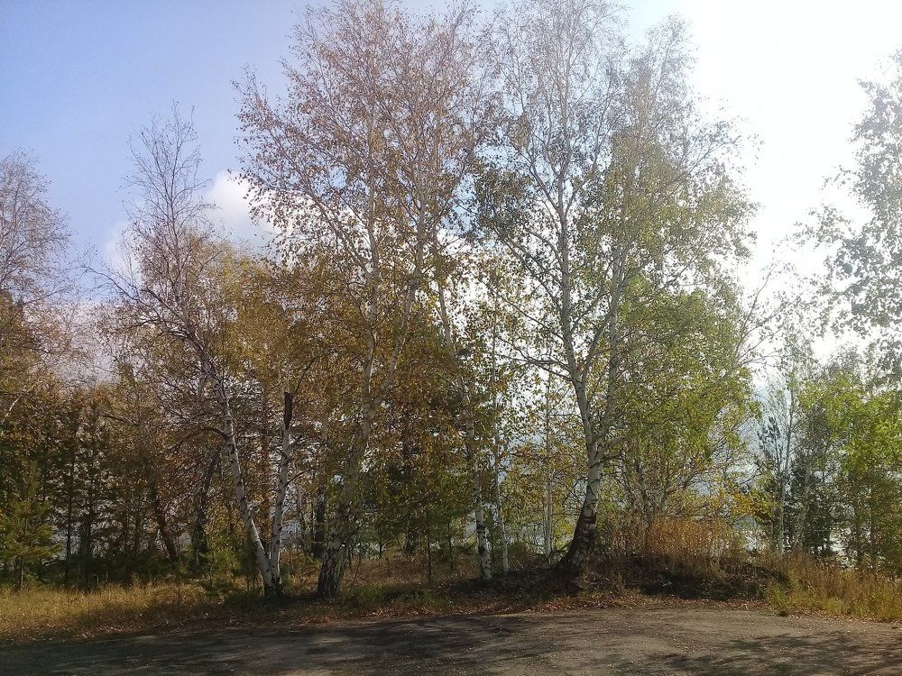 Осенняя чаща