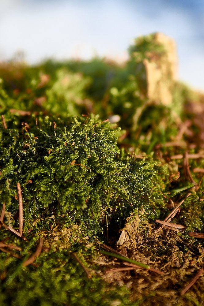 мох в сосновом бору