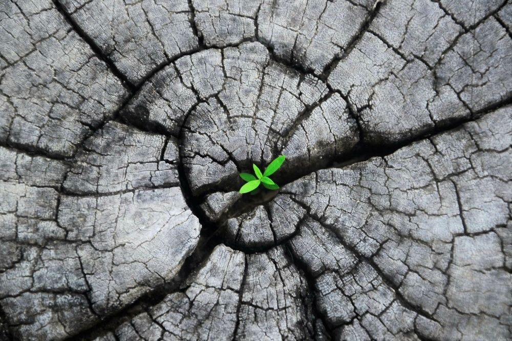 Древо жизни