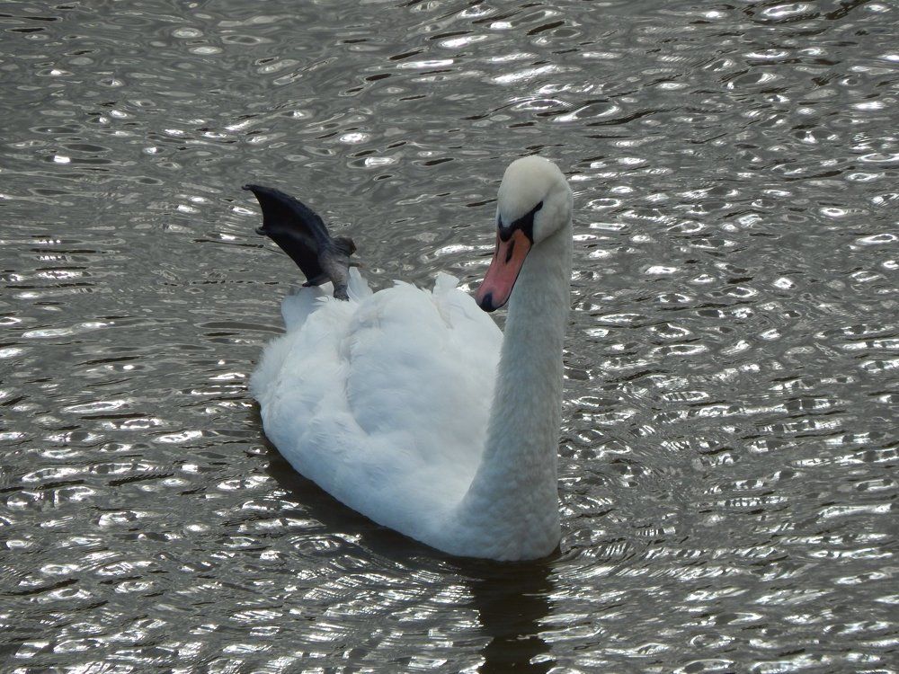 Я бомбардир