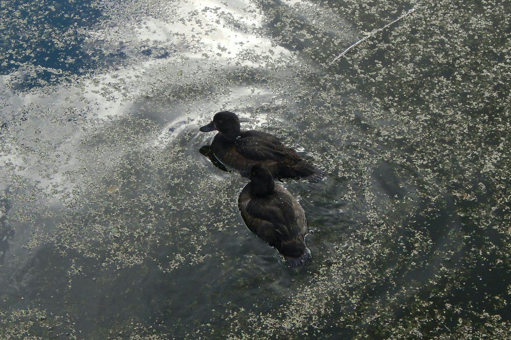 Вместе веселее