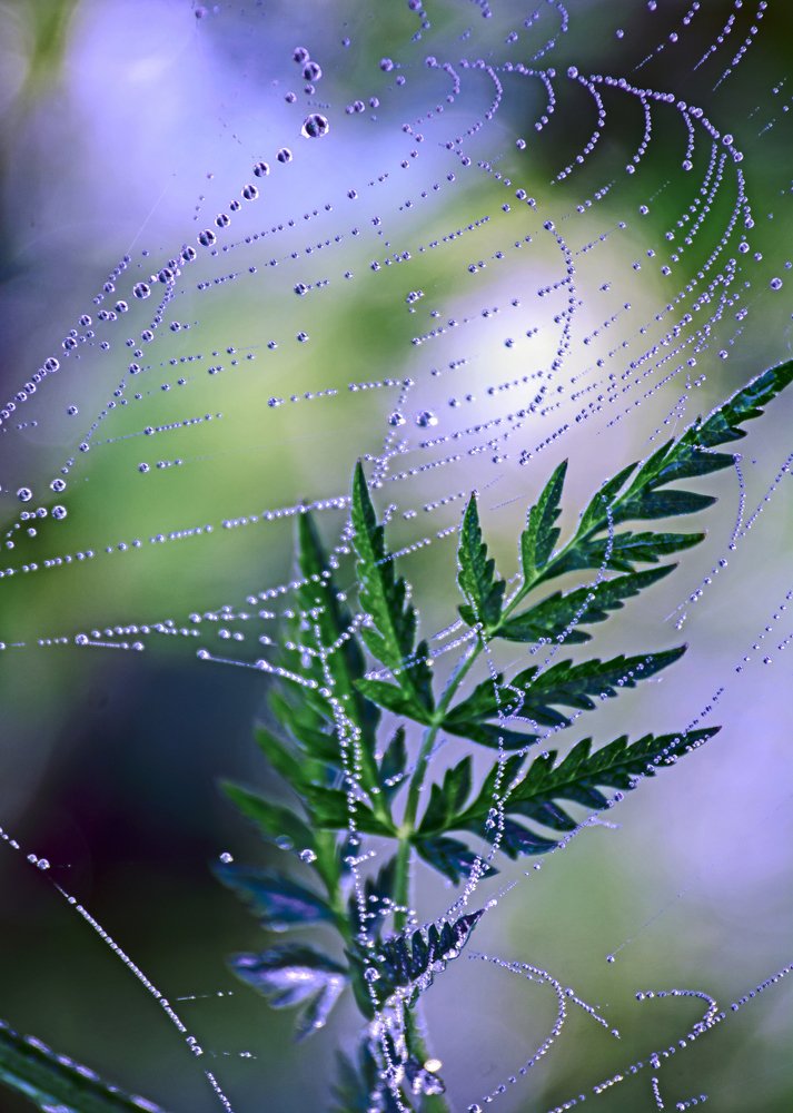 Зеленый вальс.