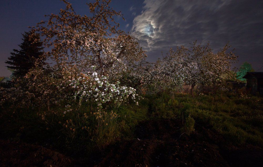 Снился мне сад...