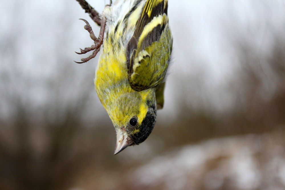 Певчая лесная птица