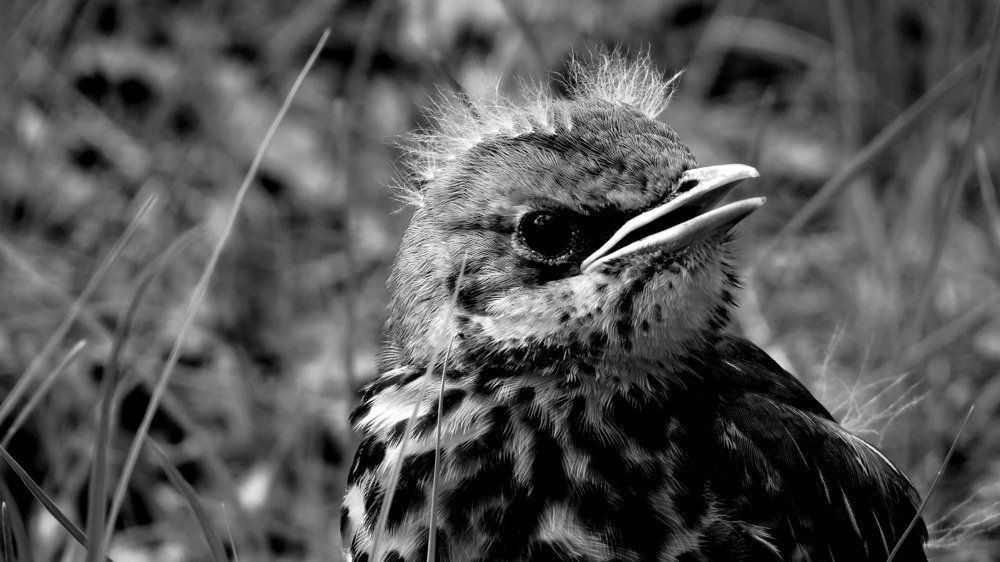 Гам о помощи.