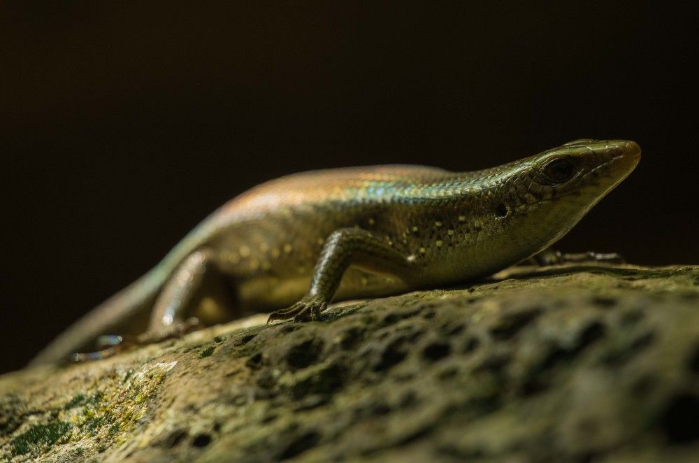 Радужный сцинк