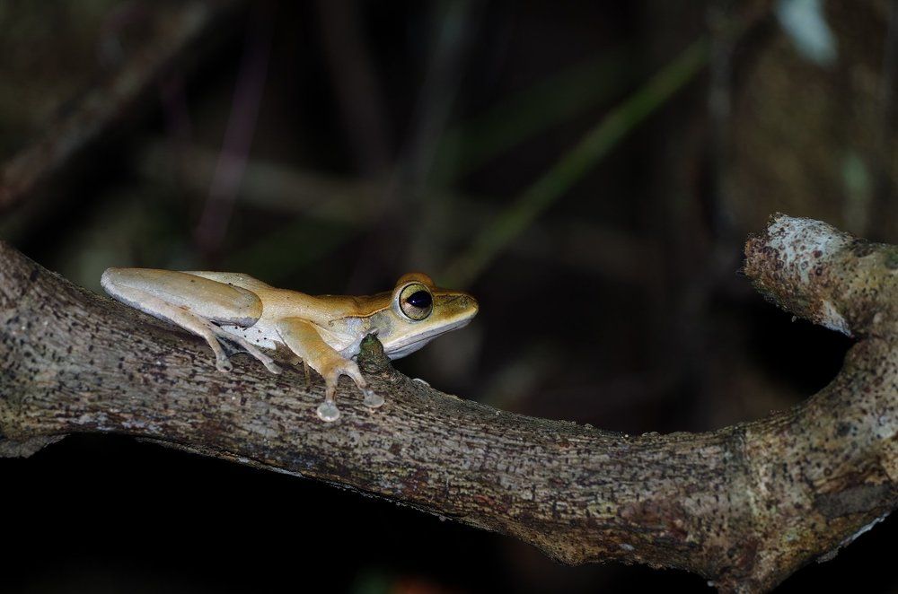 Большеголовый веслоног