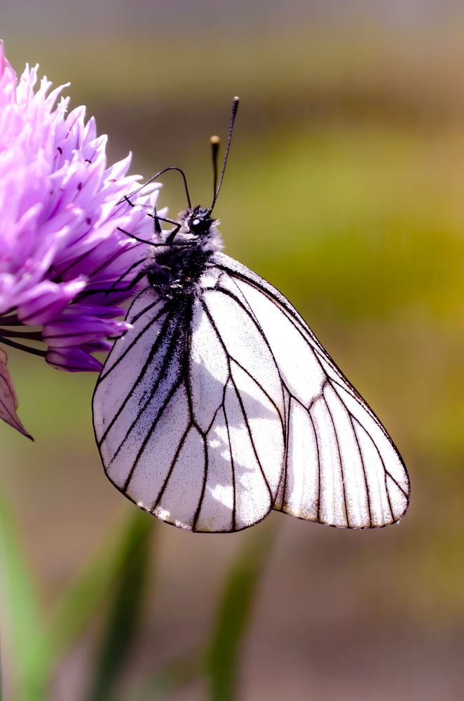 Белая бабочка