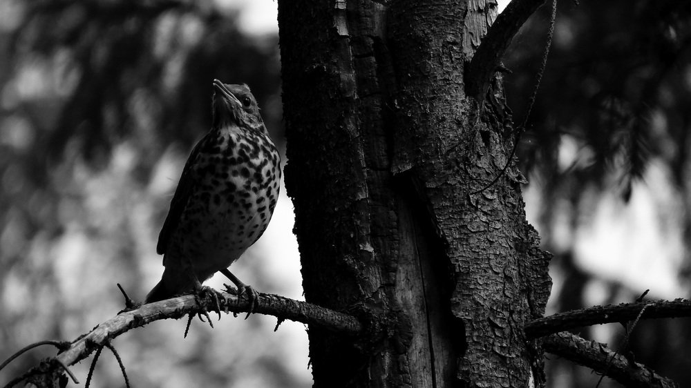 Птичий гул.