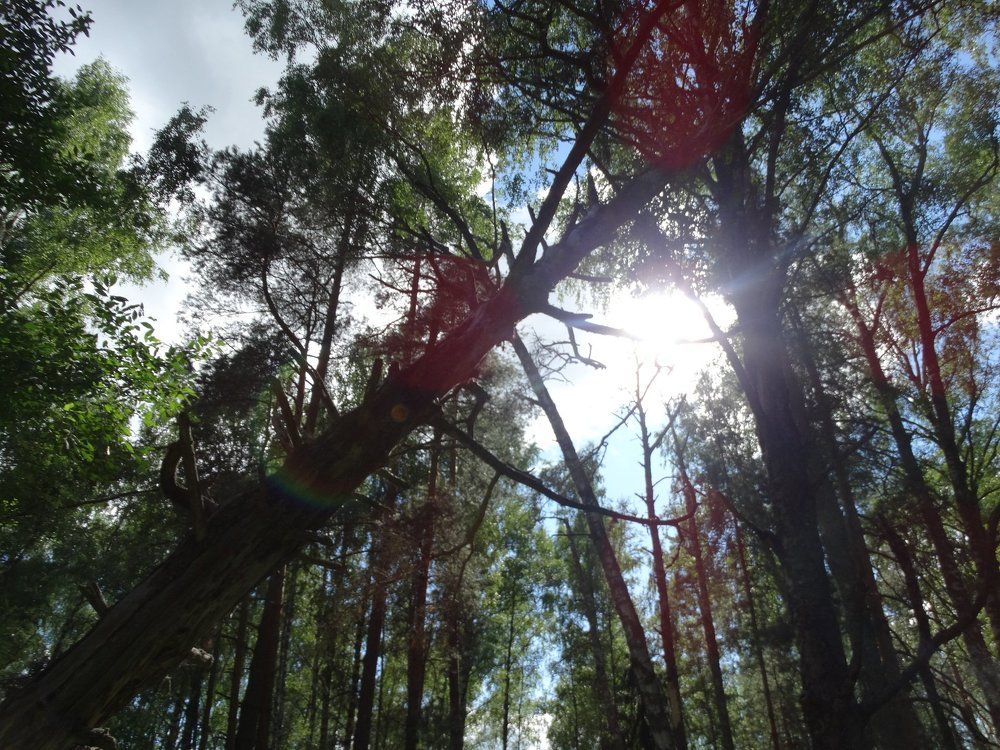 Photograph by Елена Стрельцова