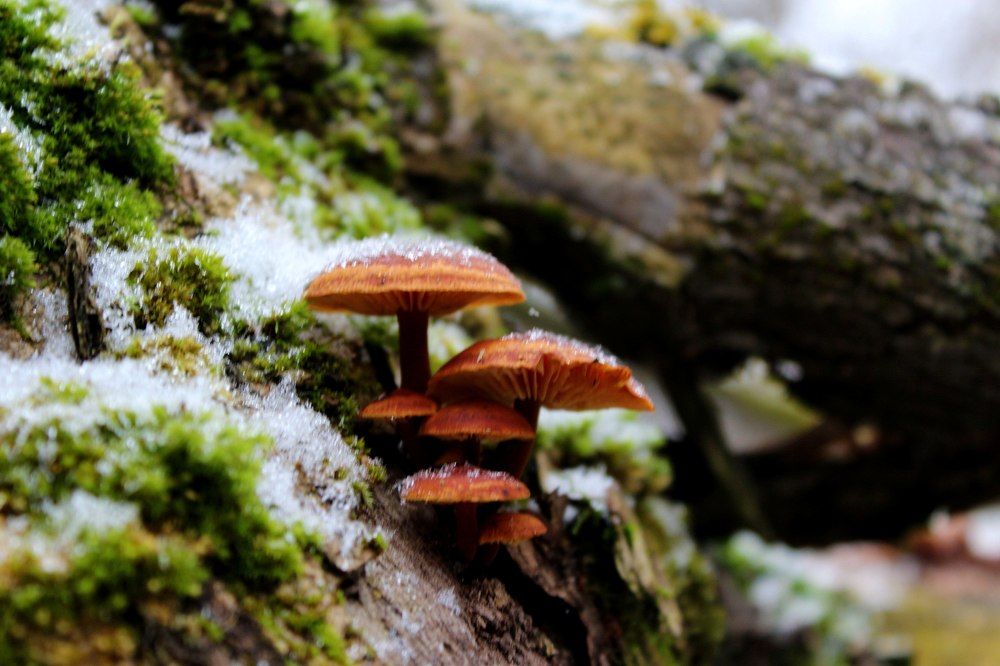 краски лета в зимнем лесу