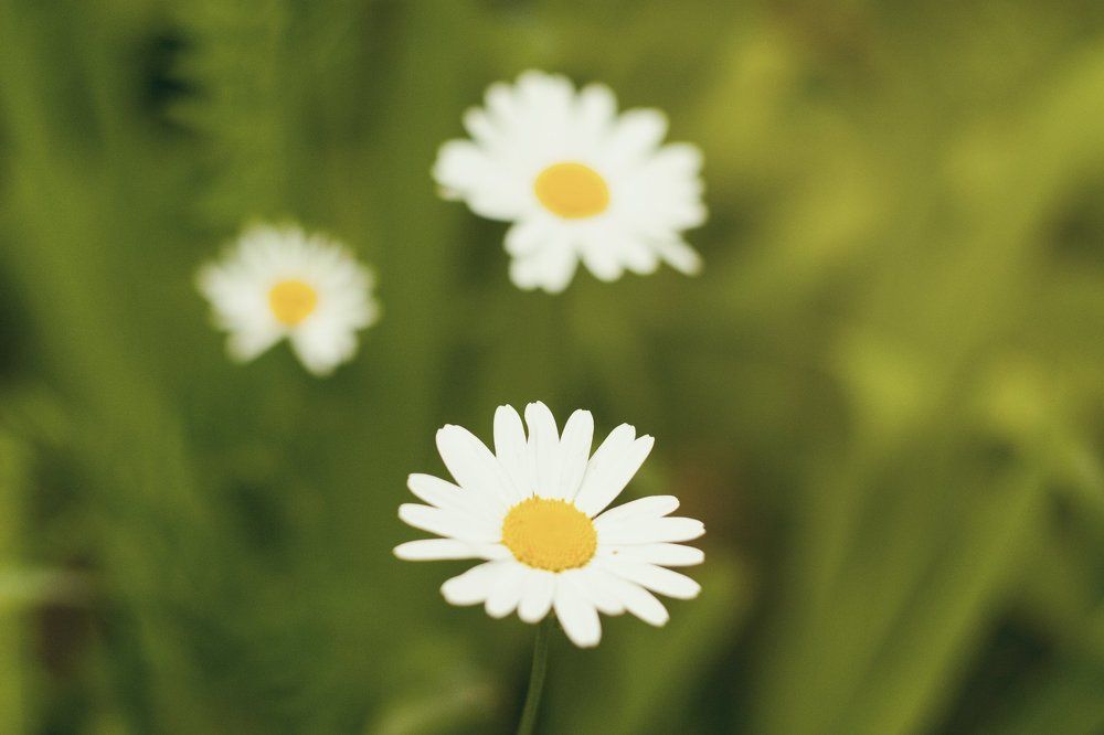 Chamomile