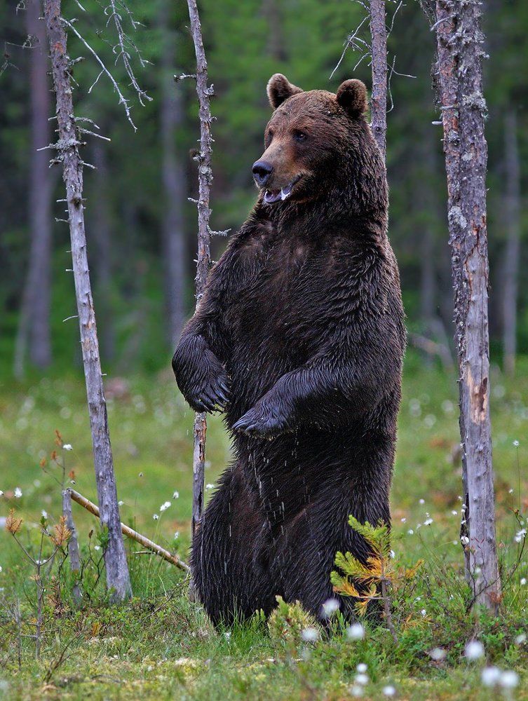 Хозяин пришёл (The Owner came...)