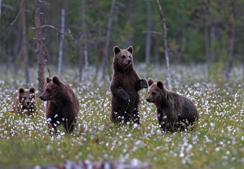 Друзья (Friends)