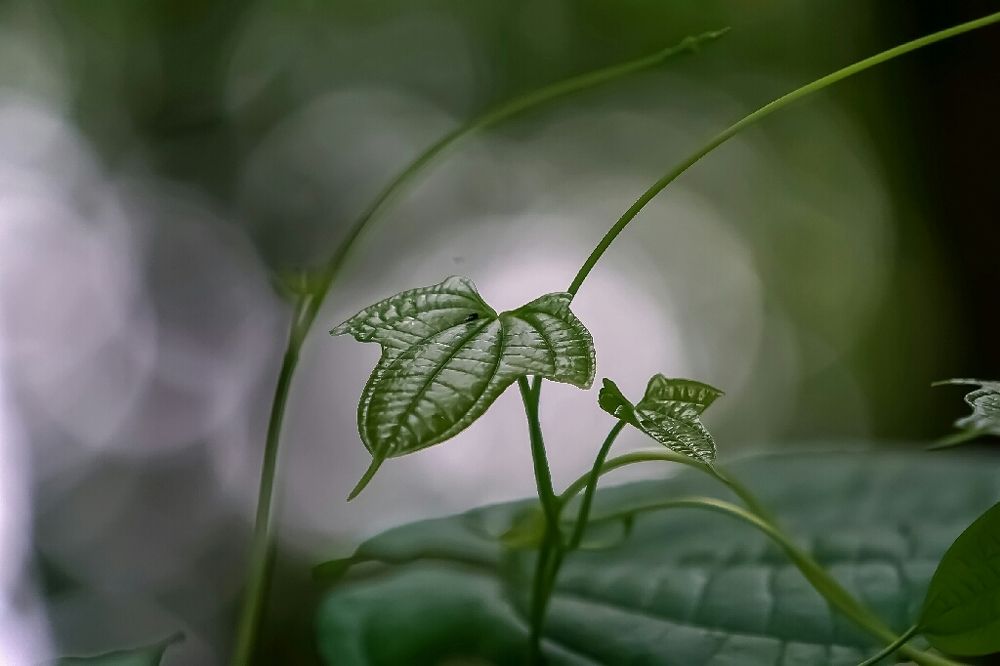 Butterfly leaves