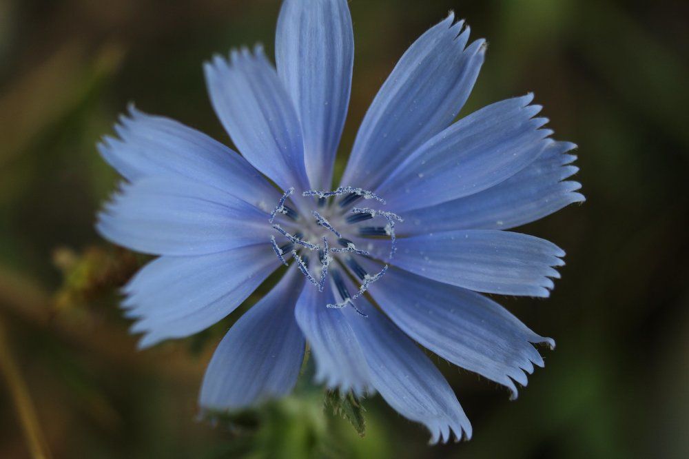 Осеменение