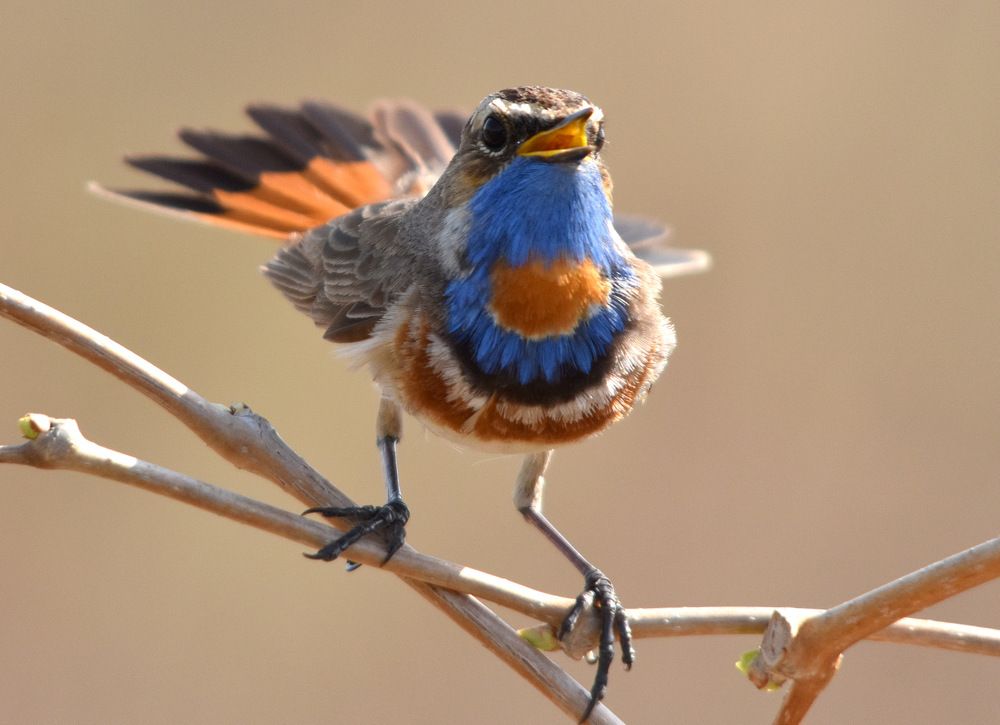 Весна идет (весеннее пение варакушки)