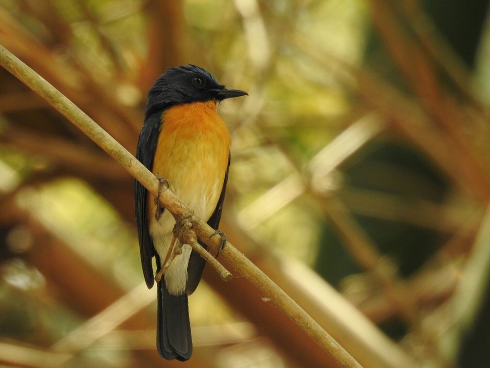 Tickell's blue flycatcher