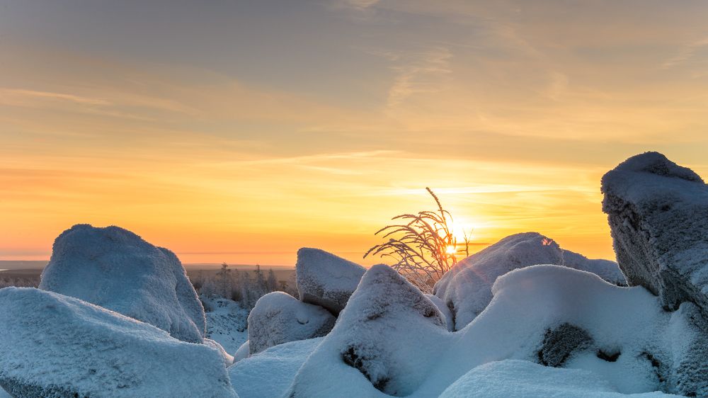 И на камнях растут деревья