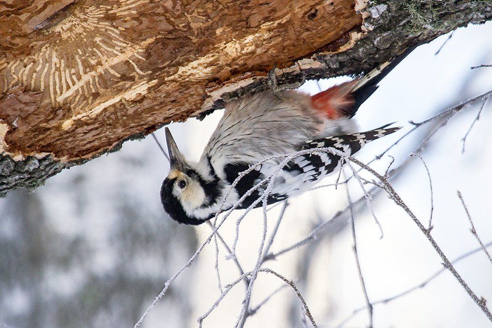вверх тормашками