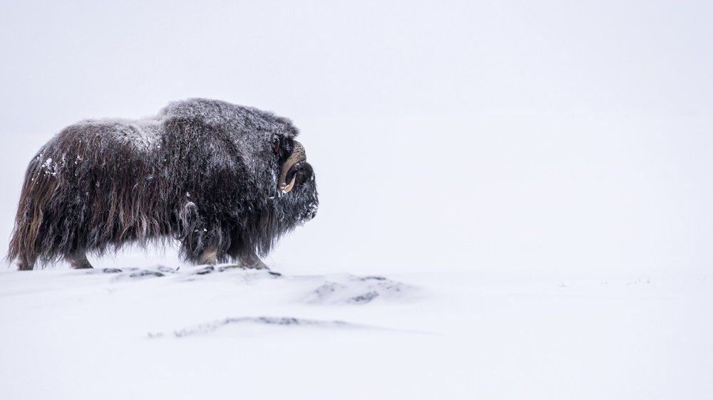 Musk Ox