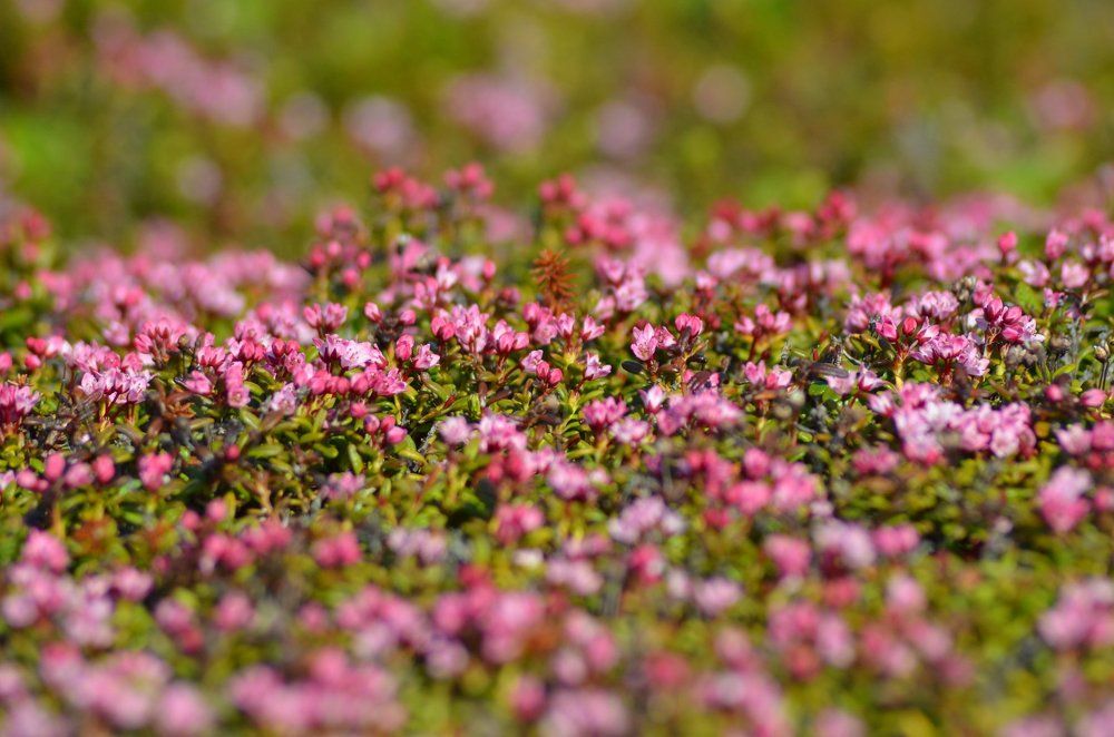 Луазелеурия лежачая