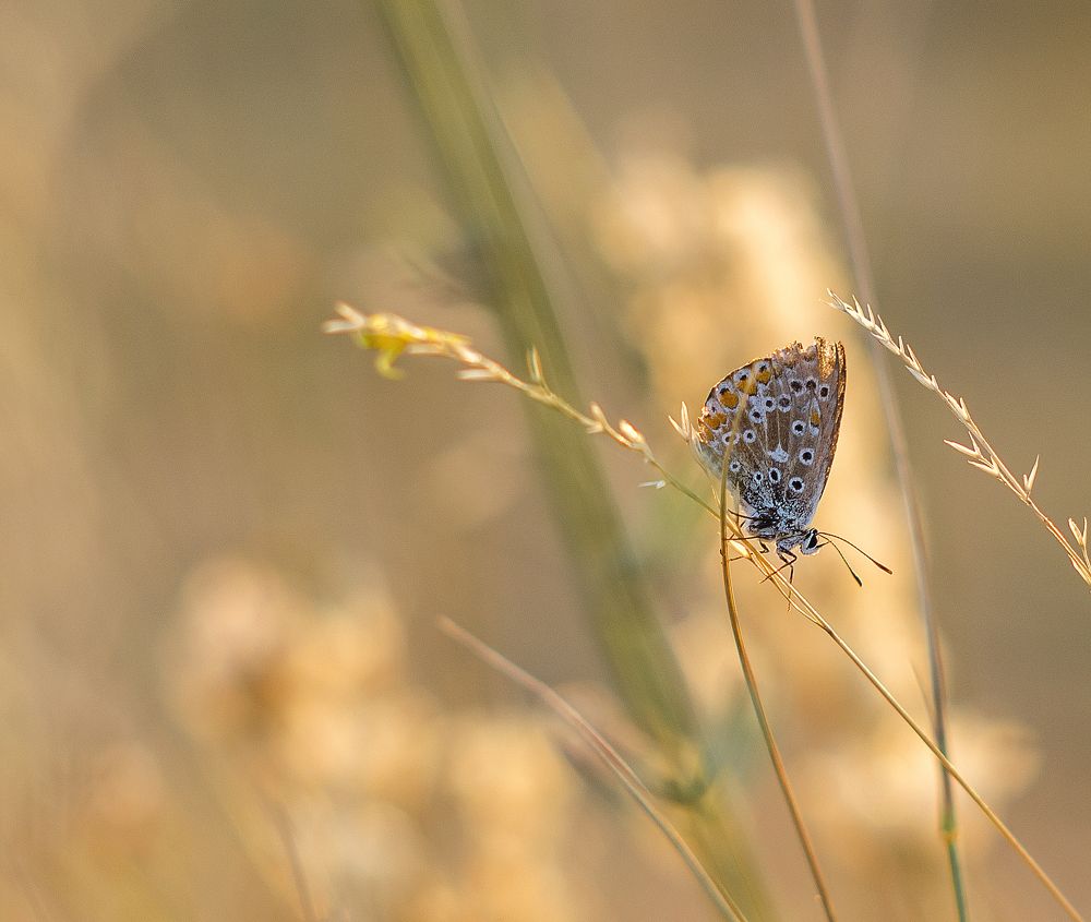 Photograph by Елена Вапняр