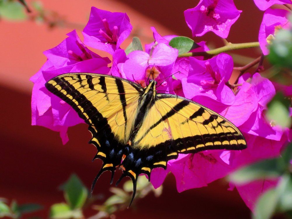 Yellow Butterfly