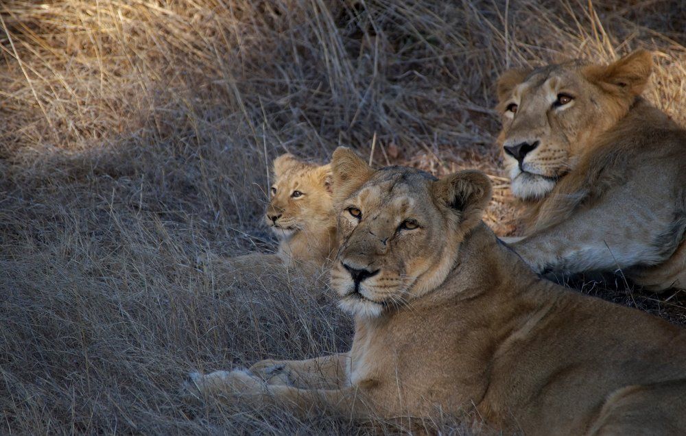 lion family