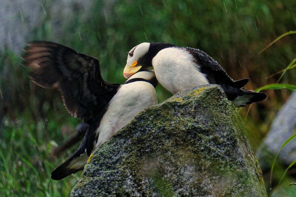 жемчужная нежность