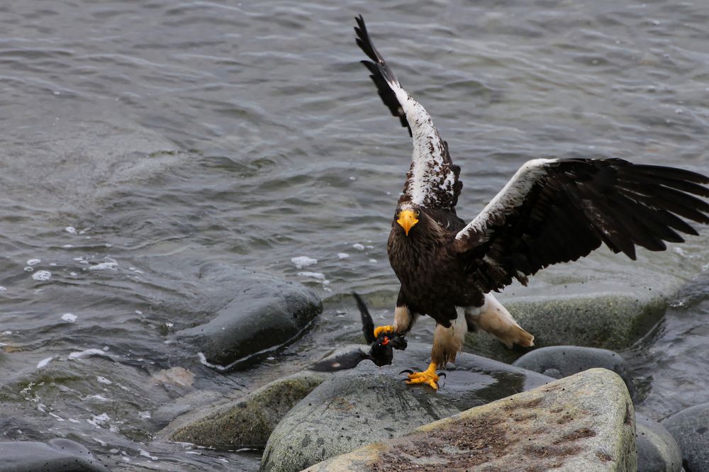 Белоплечий орлан