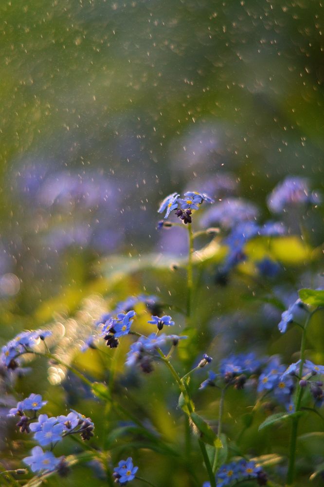 На опушке леса