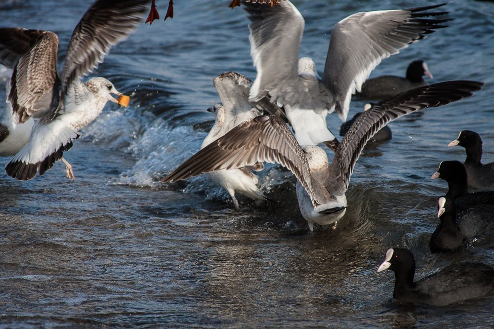 Битва за хлеб