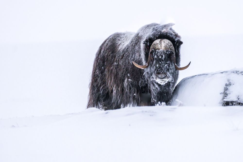 Musk Ox