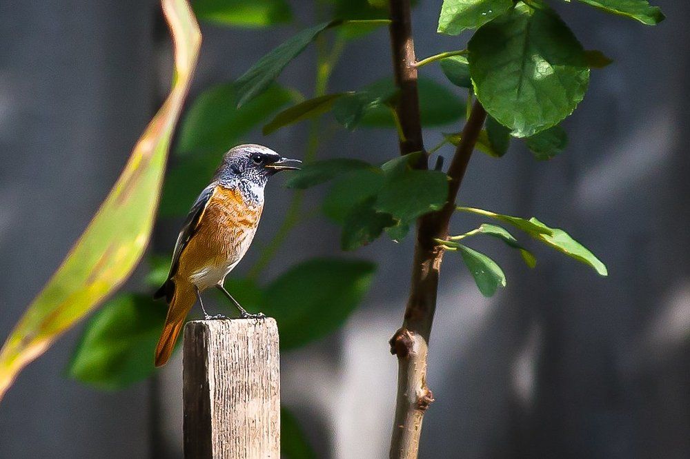 Обыкновенная горихвостка