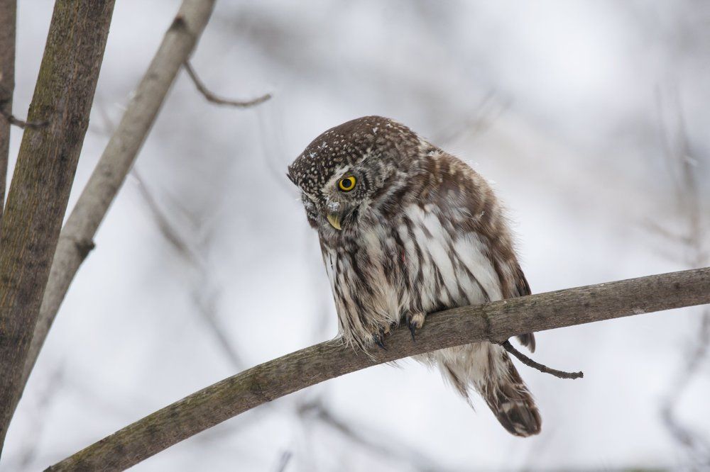 Eurasian pygmy owl