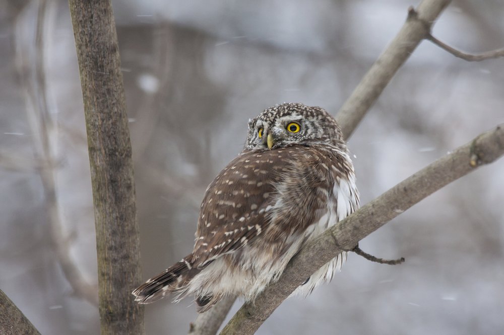 Eurasian pygmy owl