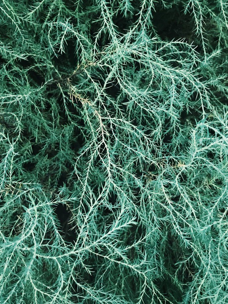 Структура растения